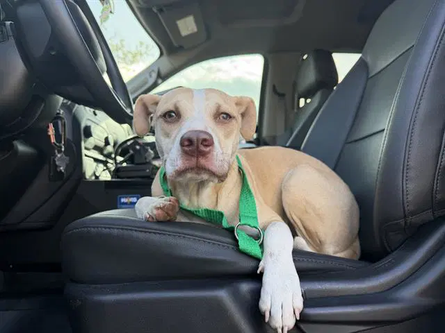 Chloe - American Staffordshire Terrier
