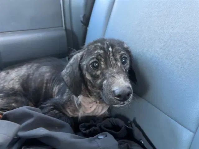 Toad - Dachshund