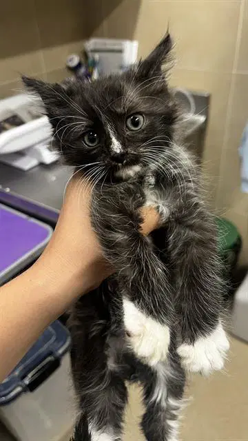 Clank - Domestic Short Hair