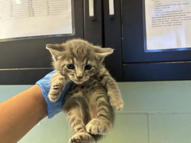 Unknown - Domestic Short Hair