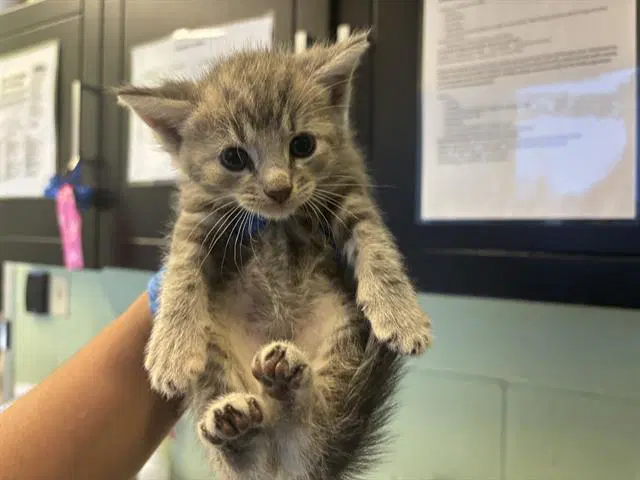 Unknown - Domestic Short Hair