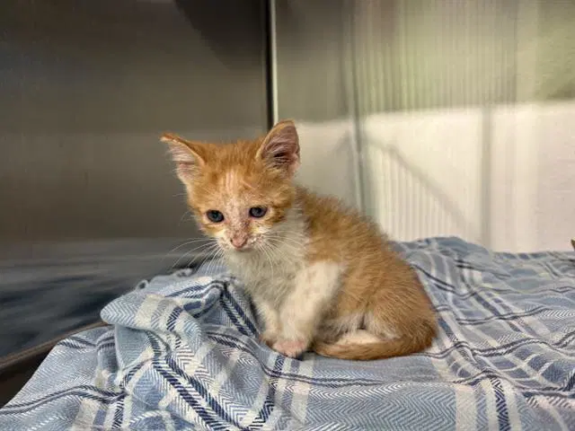 Flakes - Domestic Short Hair