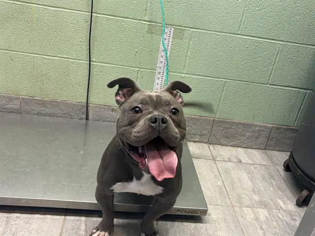 Dream - American Bulldog