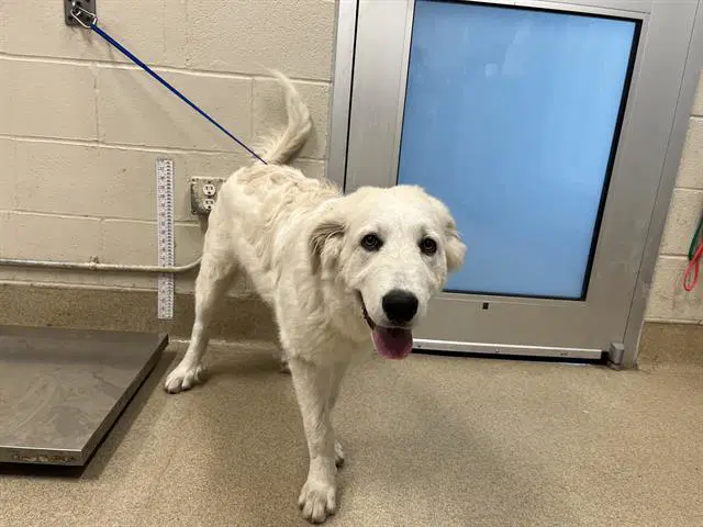Kiko - Great Pyrenees