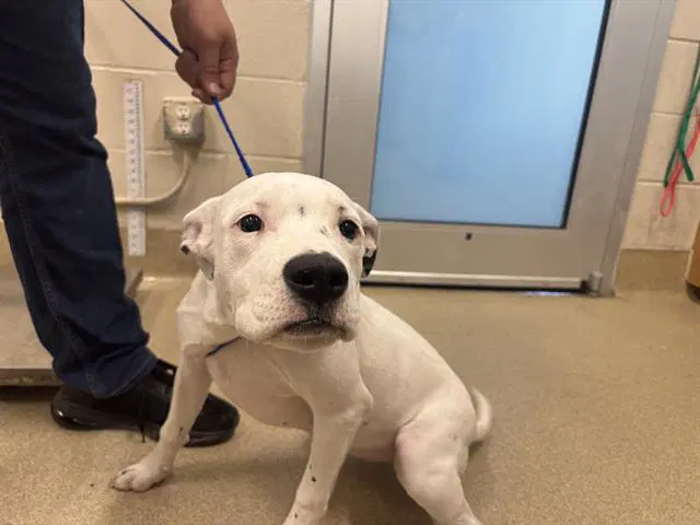 Love - American Staffordshire Terrier