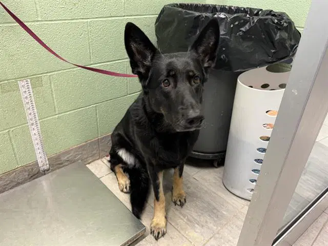 Ada - German Shepherd Dog