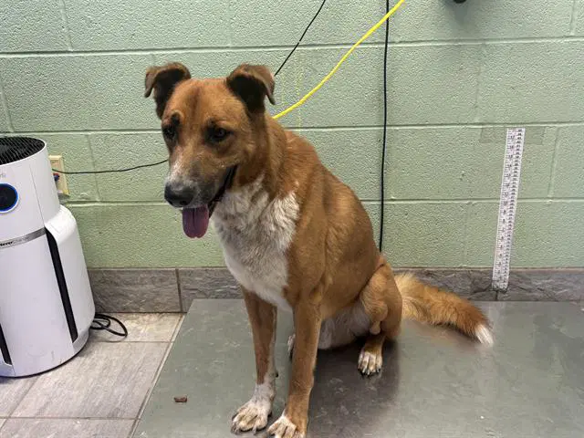 Red - German Shepherd Dog