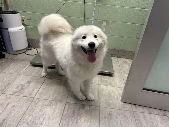 Luna - American Eskimo Dog