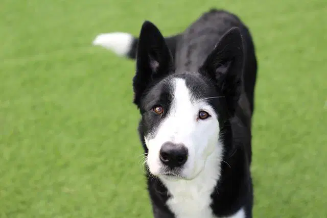 Eddie - Siberian Husky