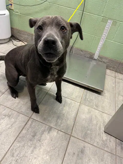 Dipper - American Staffordshire Terrier