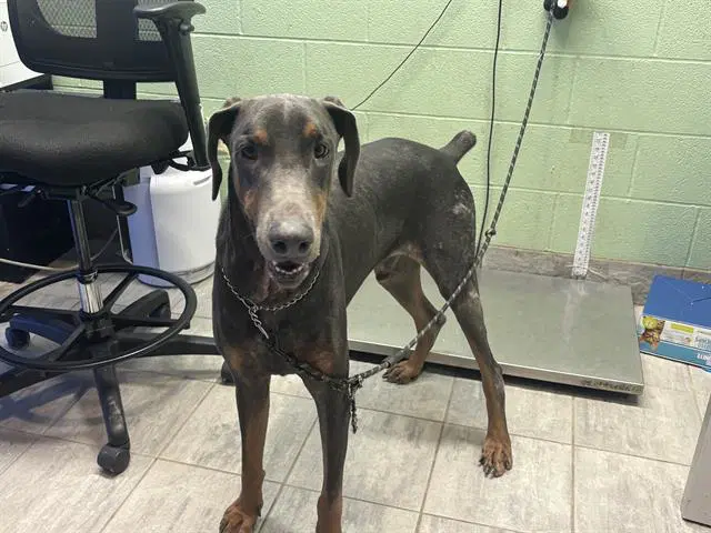 Dare Devil - Doberman Pinscher