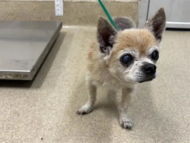 Crypt Keeper - Chihuahua
