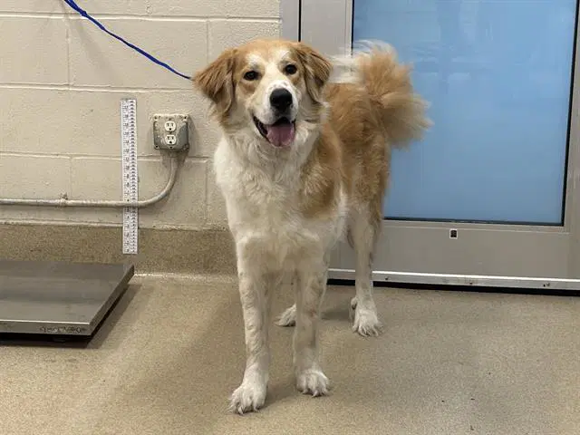 Luka - Great Pyrenees