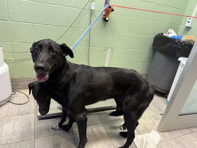 Bella - Labrador Retriever
