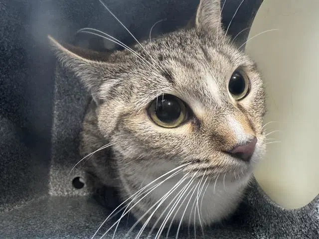 Freya - Domestic Short Hair