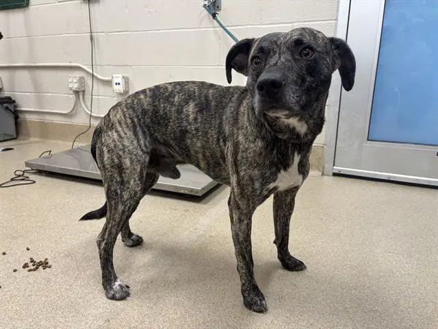 Shadow - American Staffordshire Terrier