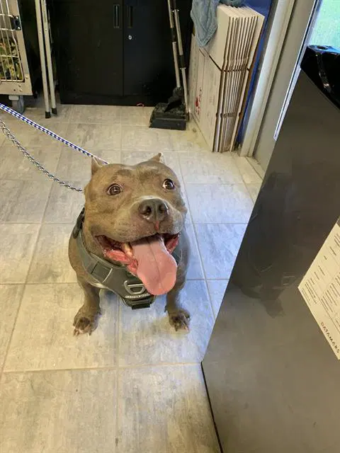 Bella - American Bulldog