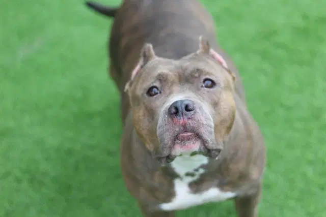 Bella - American Bulldog
