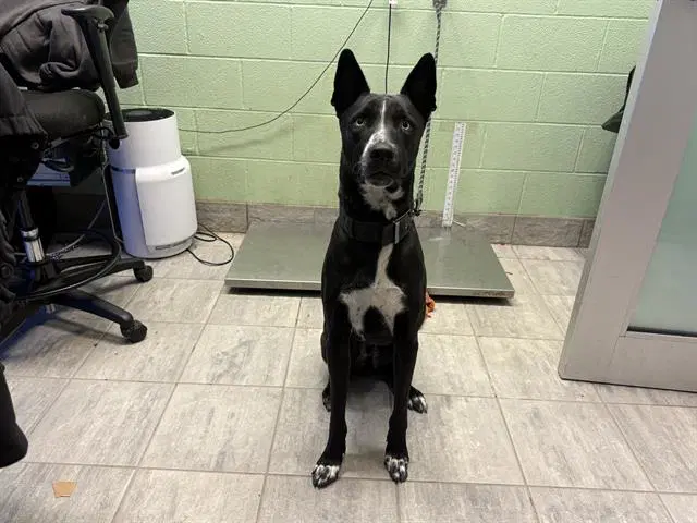 Willie - Border Collie