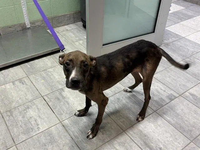Dish Soap - Catahoula Leopard Dog
