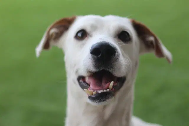 Drako - Jack Russell Terrier (Parson Russell Terrier)