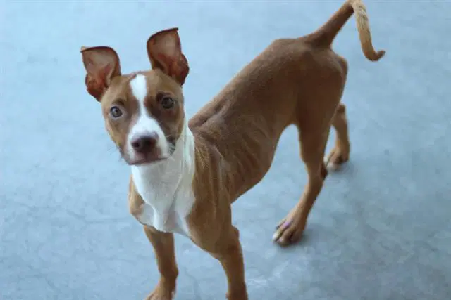 Busch - American Staffordshire Terrier