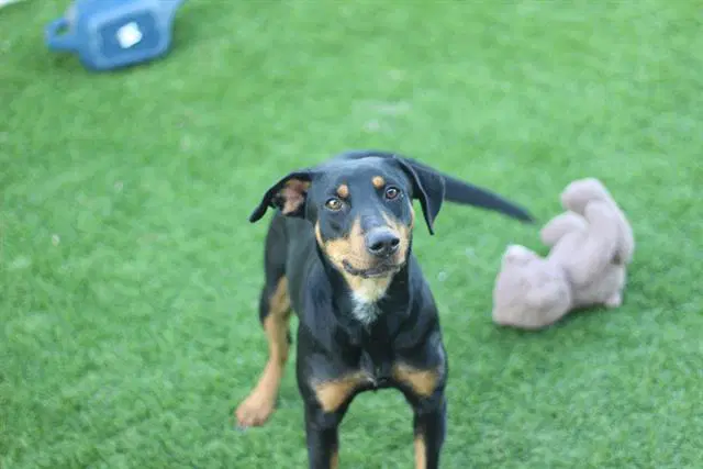 Sarah - Doberman Pinscher