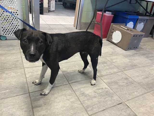 Patsy - American Pit Bull Terrier