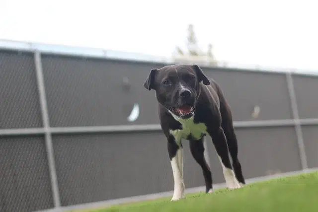 Patsy - American Pit Bull Terrier