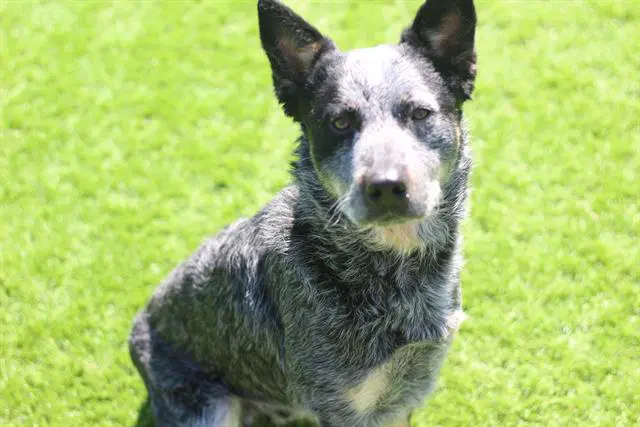 Lucky - Australian Cattle Dog/Blue Heeler