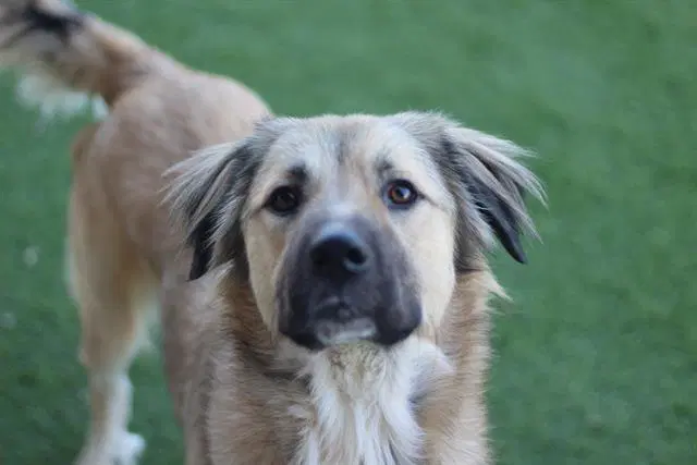 Sky - German Shepherd Dog