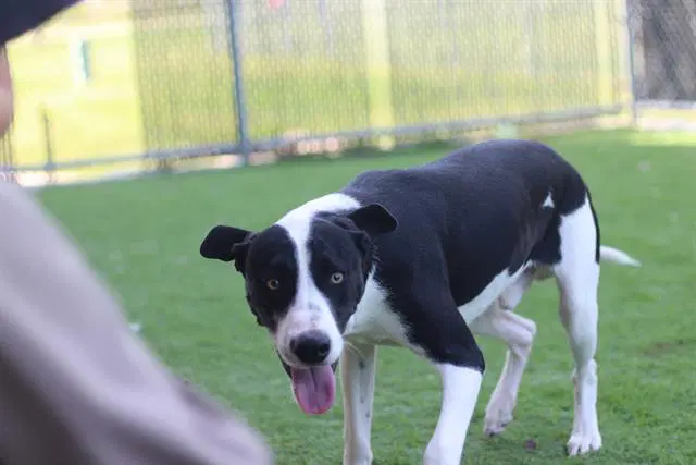 Big Mac - American Pit Bull Terrier