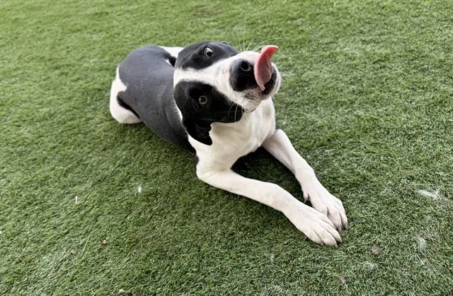 Big Mac - American Pit Bull Terrier