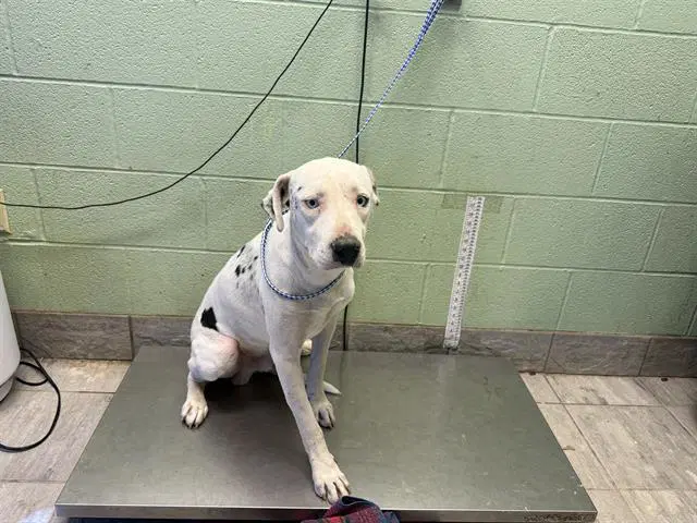 Ping - American Staffordshire Terrier