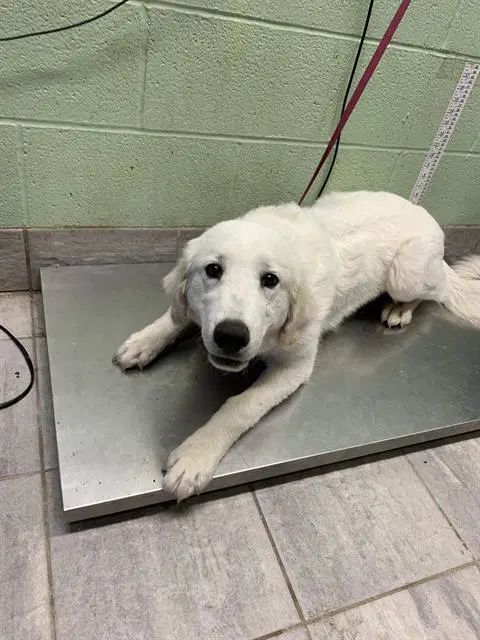 Ranch - Great Pyrenees