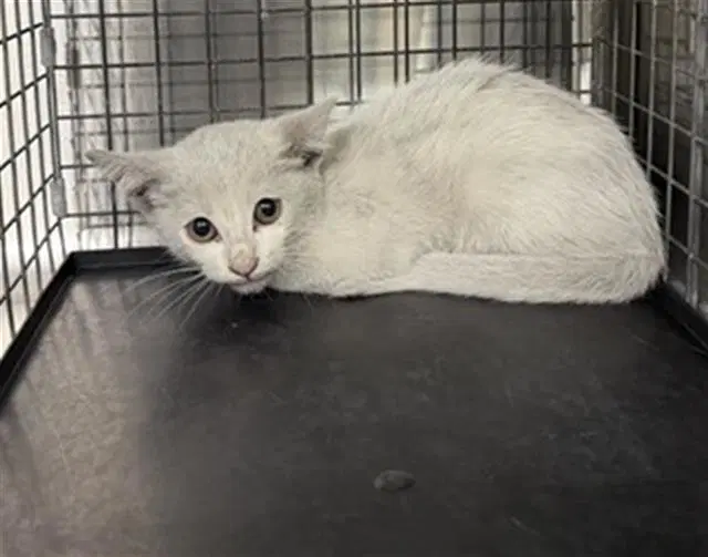 Unknown - Domestic Short Hair