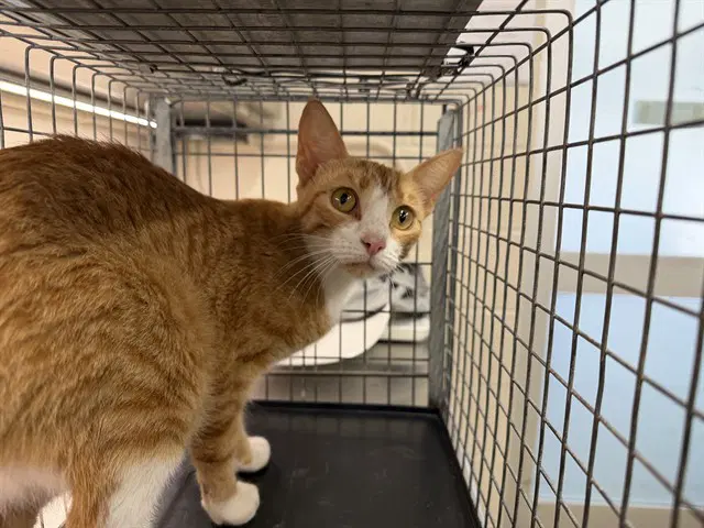 Sweetness - Domestic Short Hair
