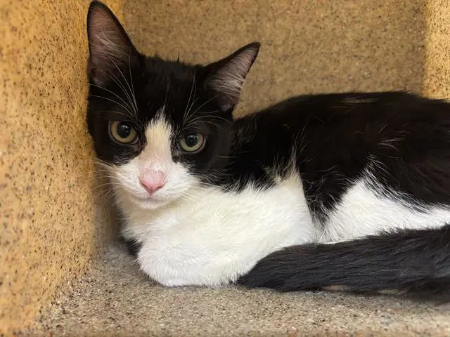Arthur - Domestic Short Hair