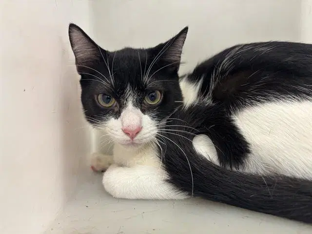 Buster - Domestic Short Hair