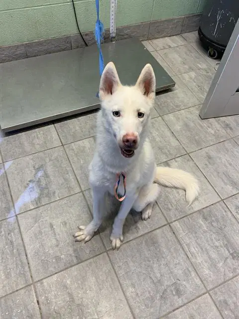 Tinkerbell - Husky