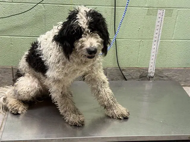 Spots - Poodle (Standard)