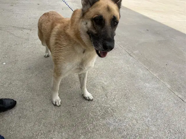 Killer - German Shepherd Dog