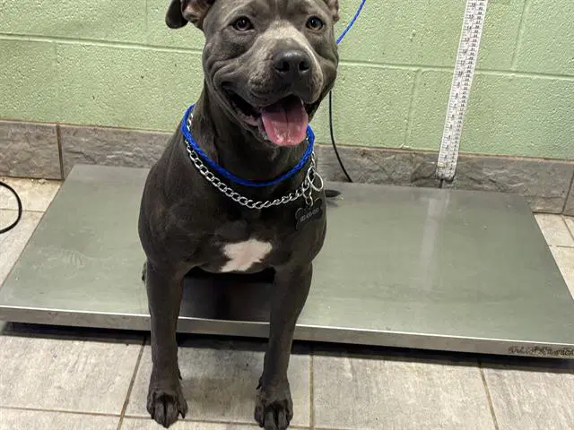 Thor - American Staffordshire Terrier