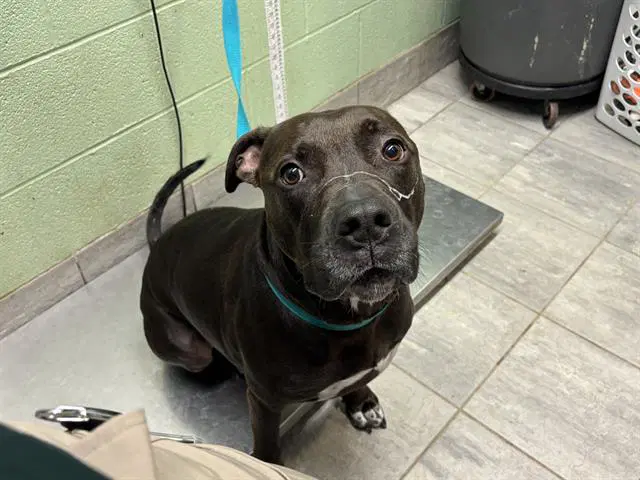 Ace - American Pit Bull Terrier