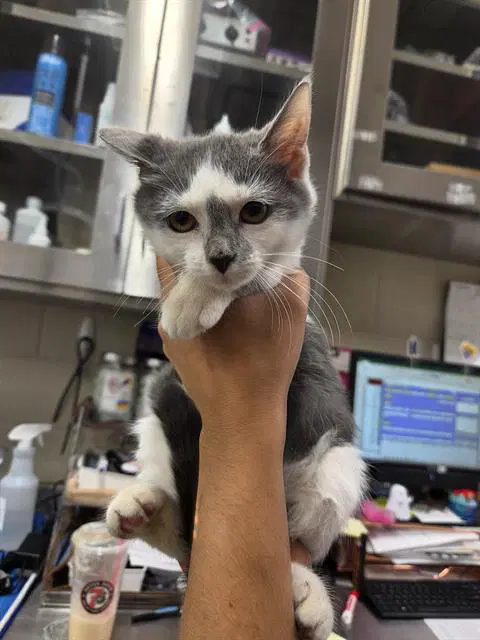 Frankenstein - Domestic Short Hair