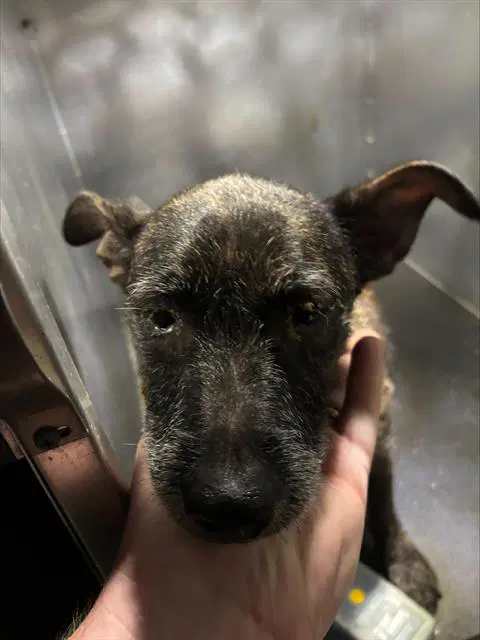 Baby - Terrier