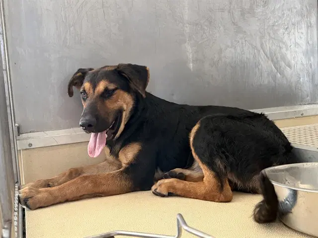 Jasper - German Shepherd Dog