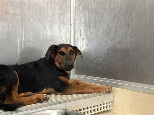 Onyx - German Shepherd Dog