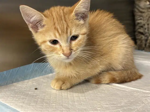 Crisp - Domestic Short Hair