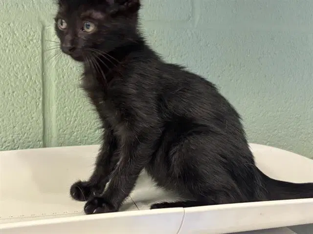 Woolly - Domestic Short Hair